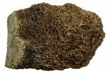 Fossil Tyrannosaur (T rex) Vertebra Section - Wyoming #350466-1